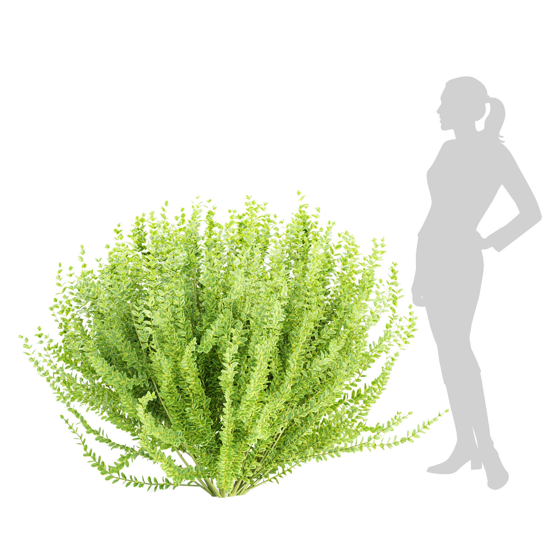 15 Bush models collection vol 15 _18