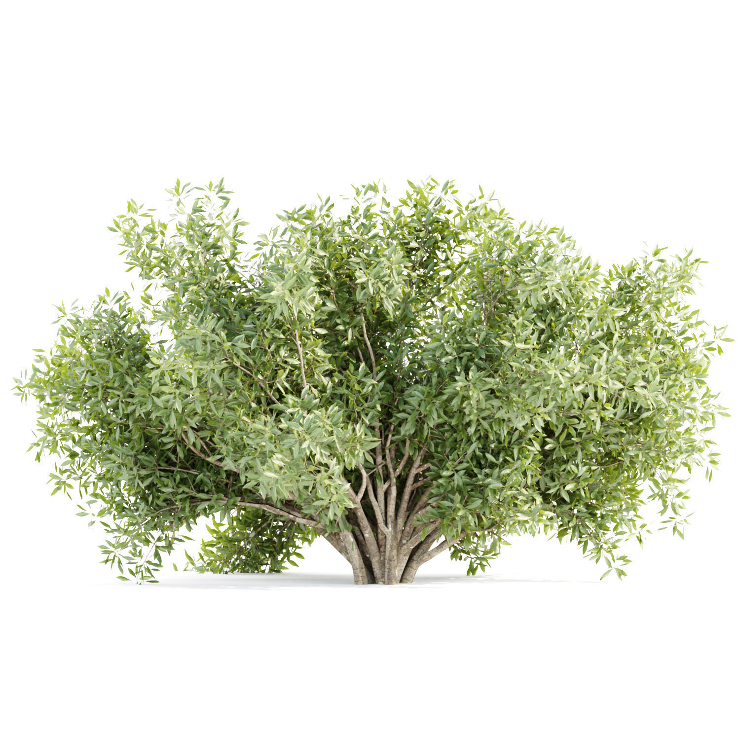 15 Bush models collection vol 15 _7