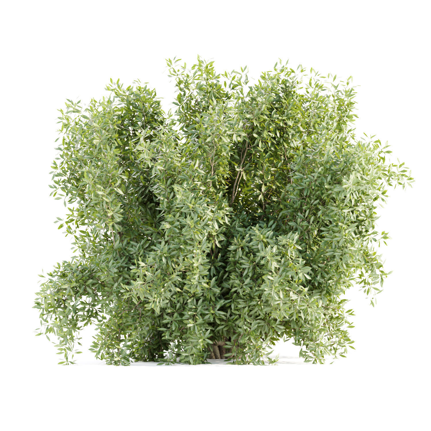 15 Bush models collection vol 15 _10