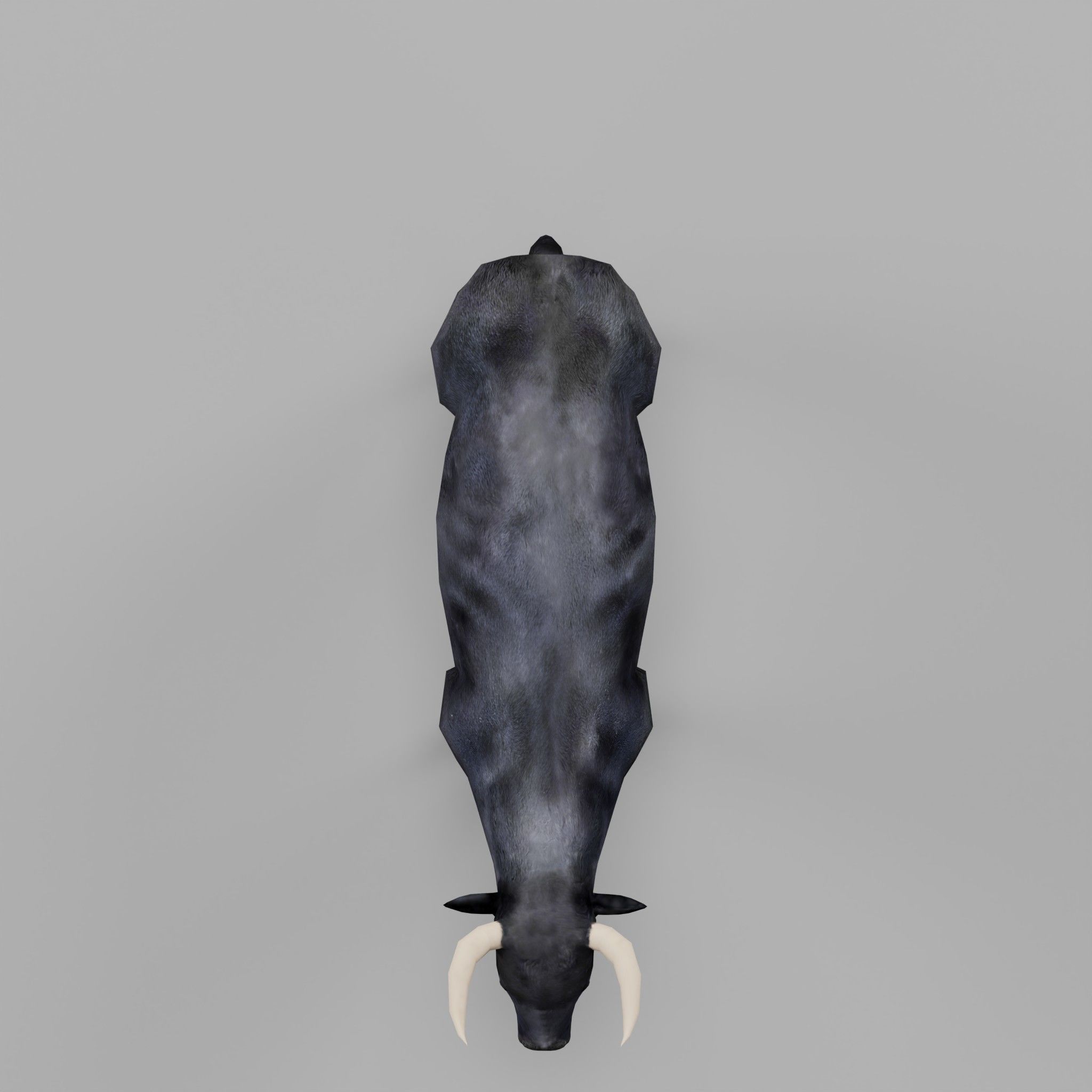 Spanish Bull Cattle Animal Low-poly 3D model_4