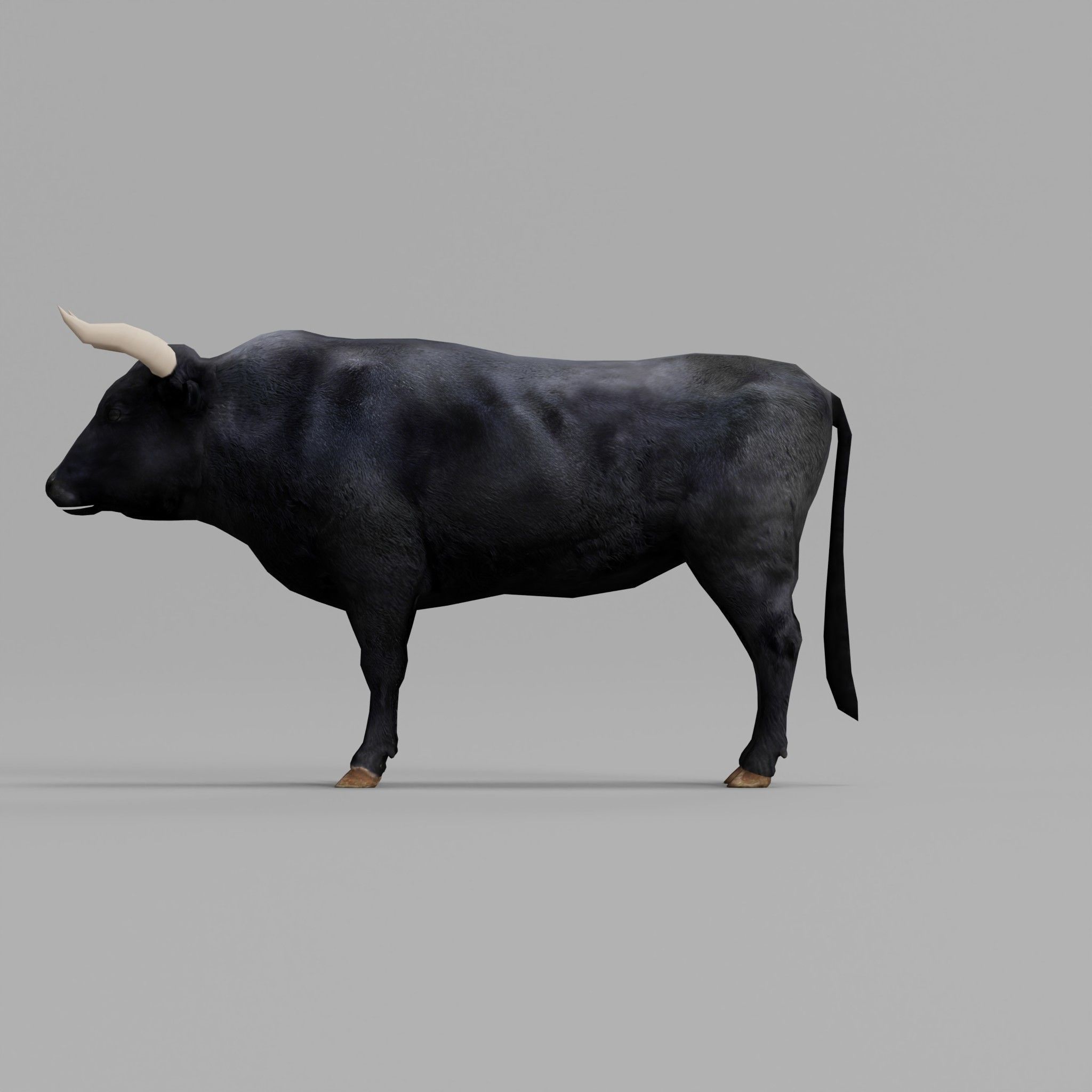 Spanish Bull Cattle Animal Low-poly 3D model_2