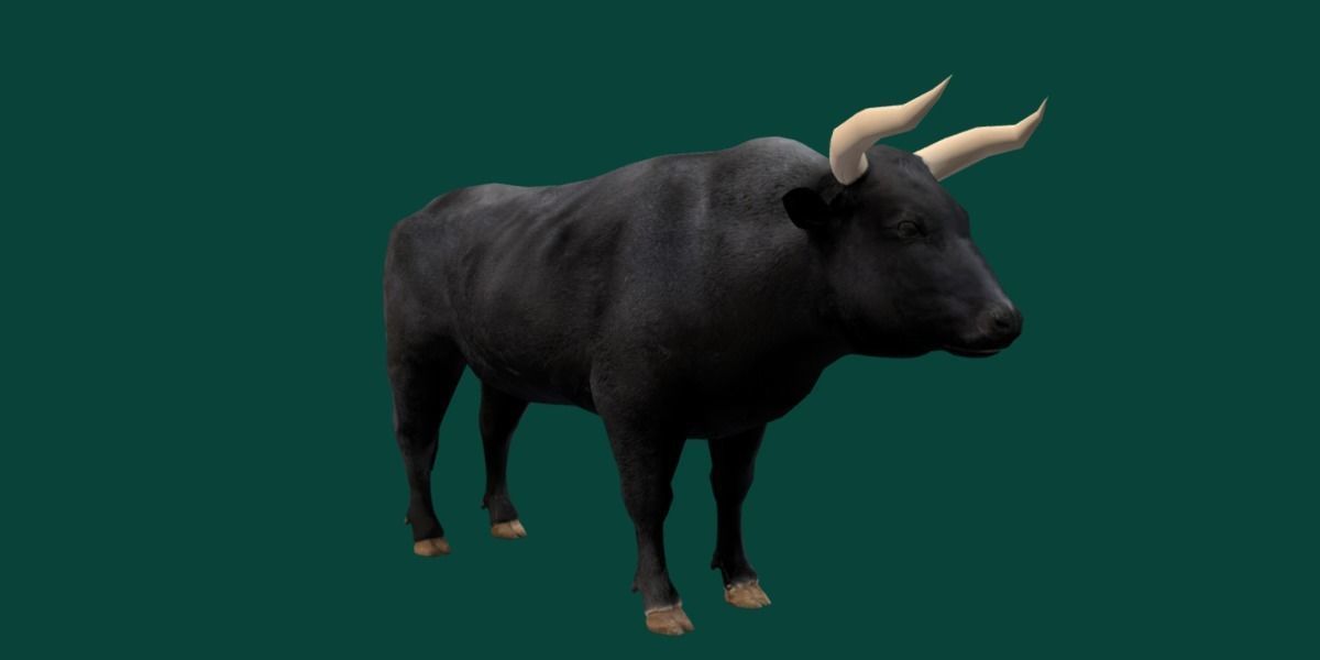 Spanish Bull Cattle Animal Low-poly 3D model_14