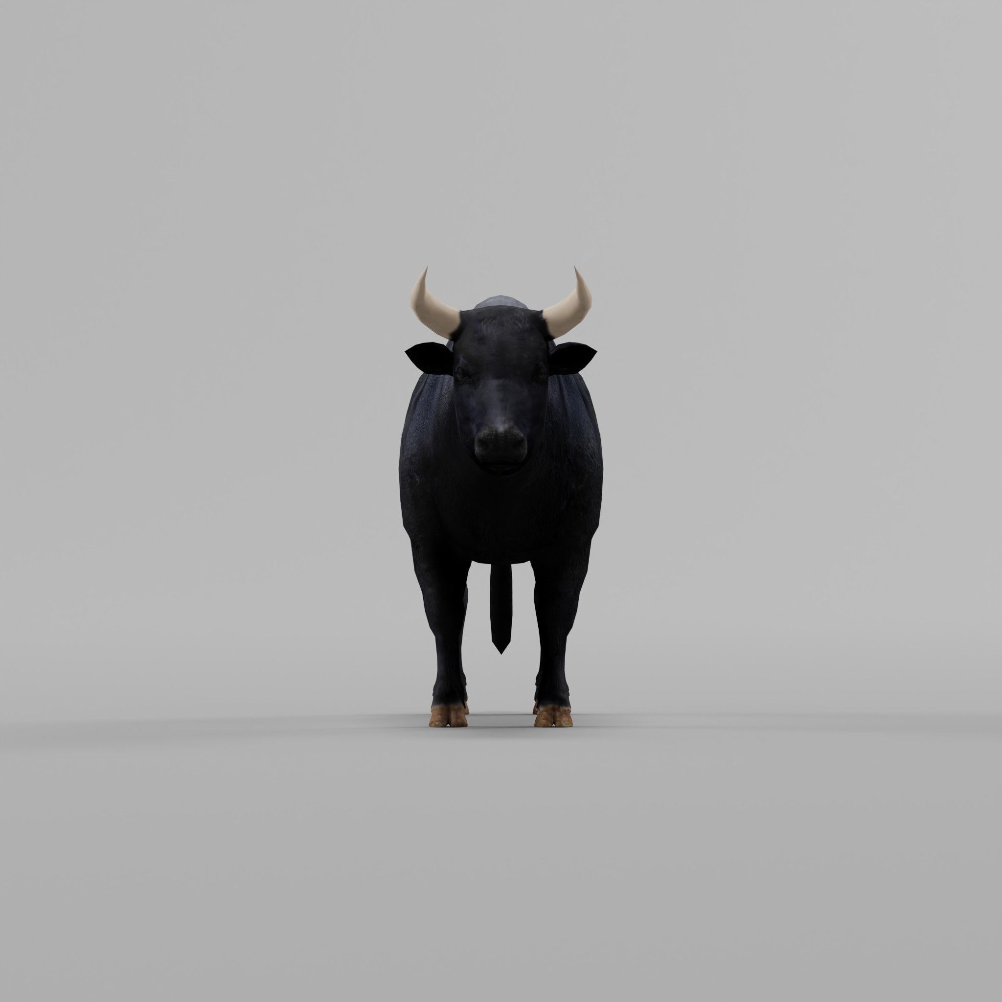 Spanish Bull Cattle Animal Low-poly 3D model_3