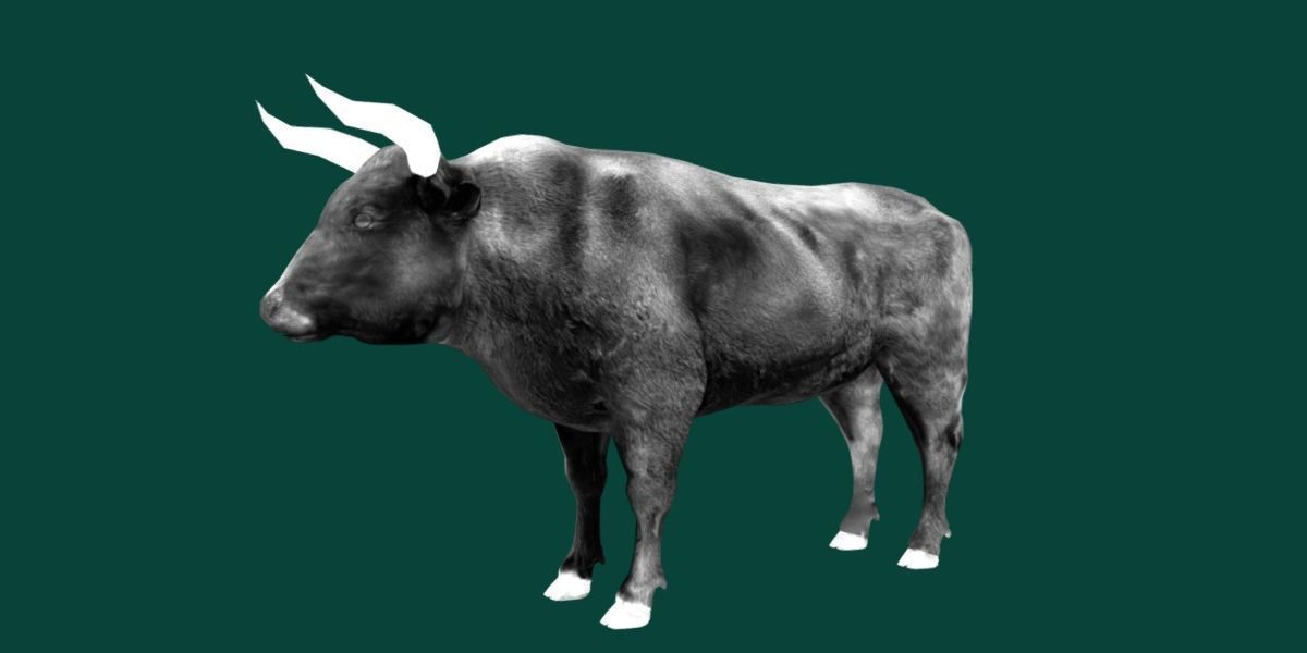 Spanish Bull Cattle Animal Low-poly 3D model_20