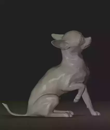 Chihuahua Dog