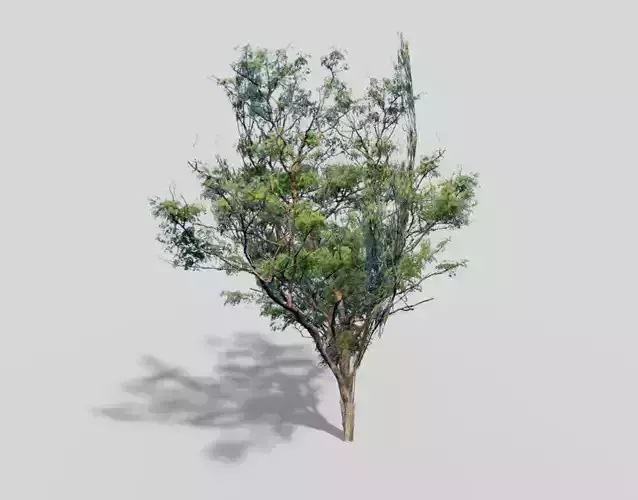 low poly tree eucalyptus