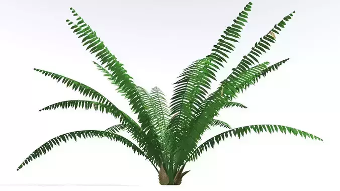 EVERYPlant Basket Fern 2 --14 Models-- 3D model