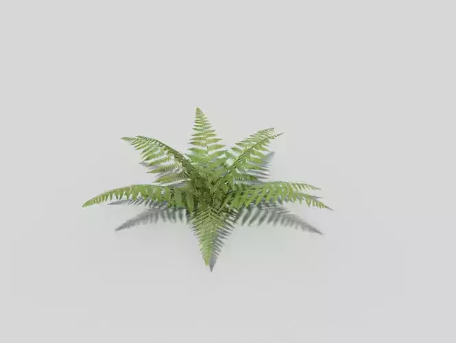 low poly fern plant