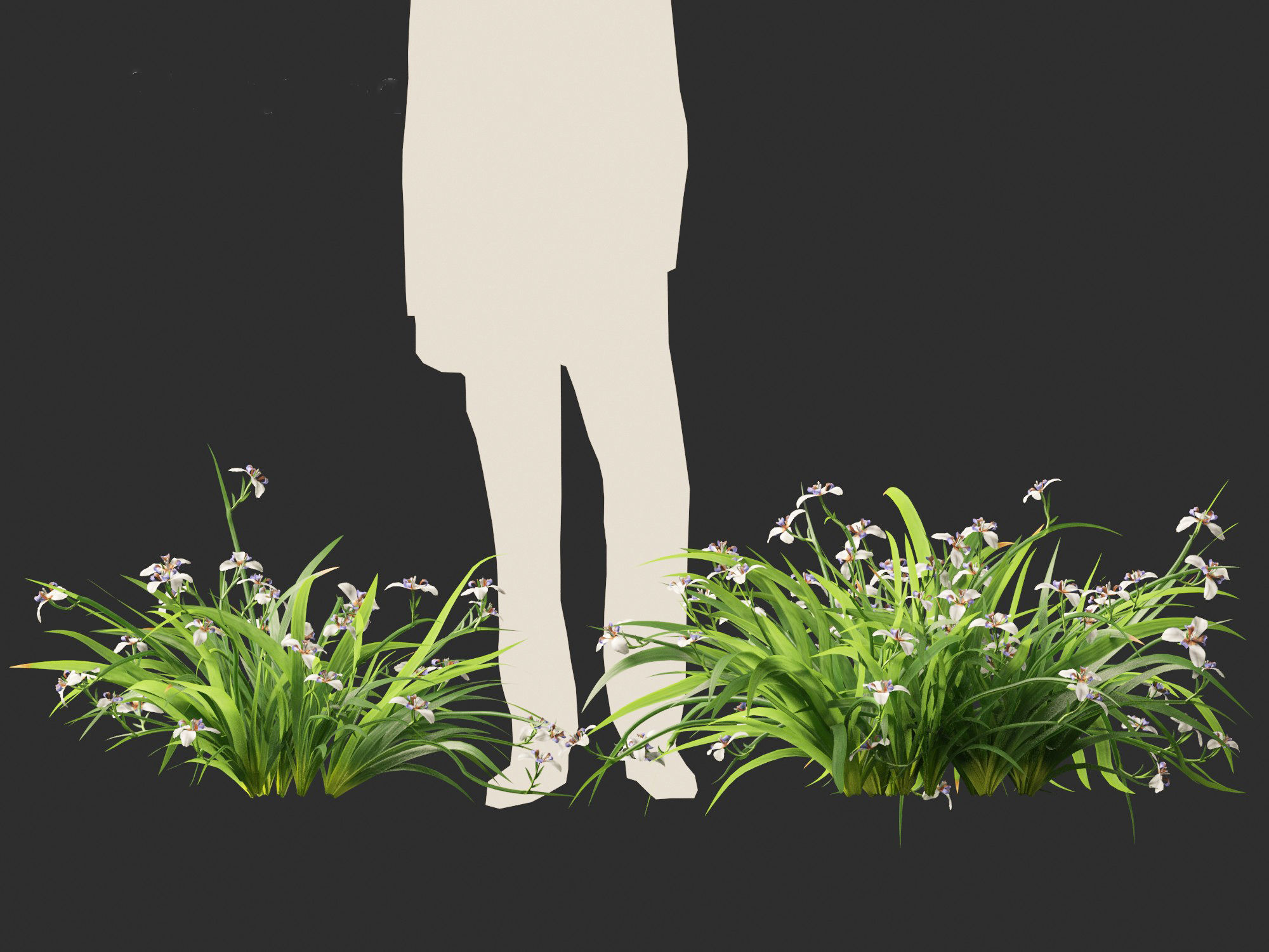 Neomarica gracilis - Walking Iris 3D model_10