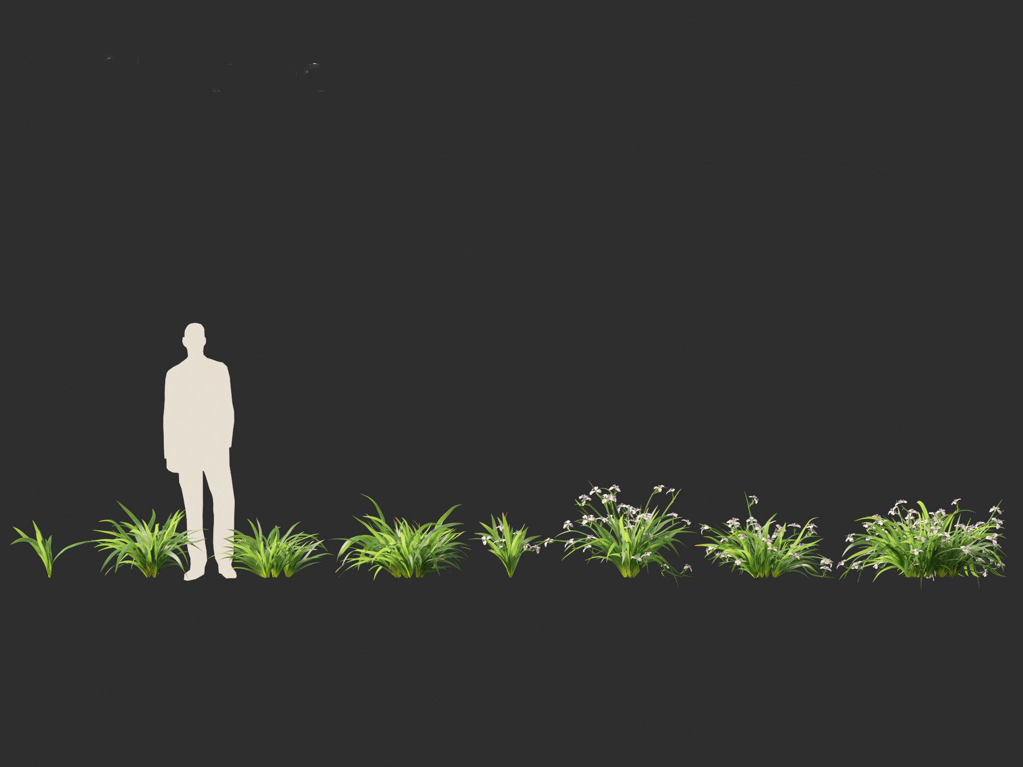 Neomarica gracilis - Walking Iris 3D model_4