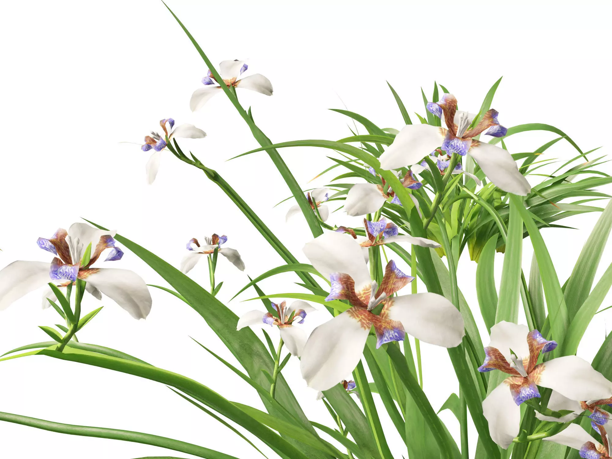 Neomarica gracilis - Walking Iris 3D model_0