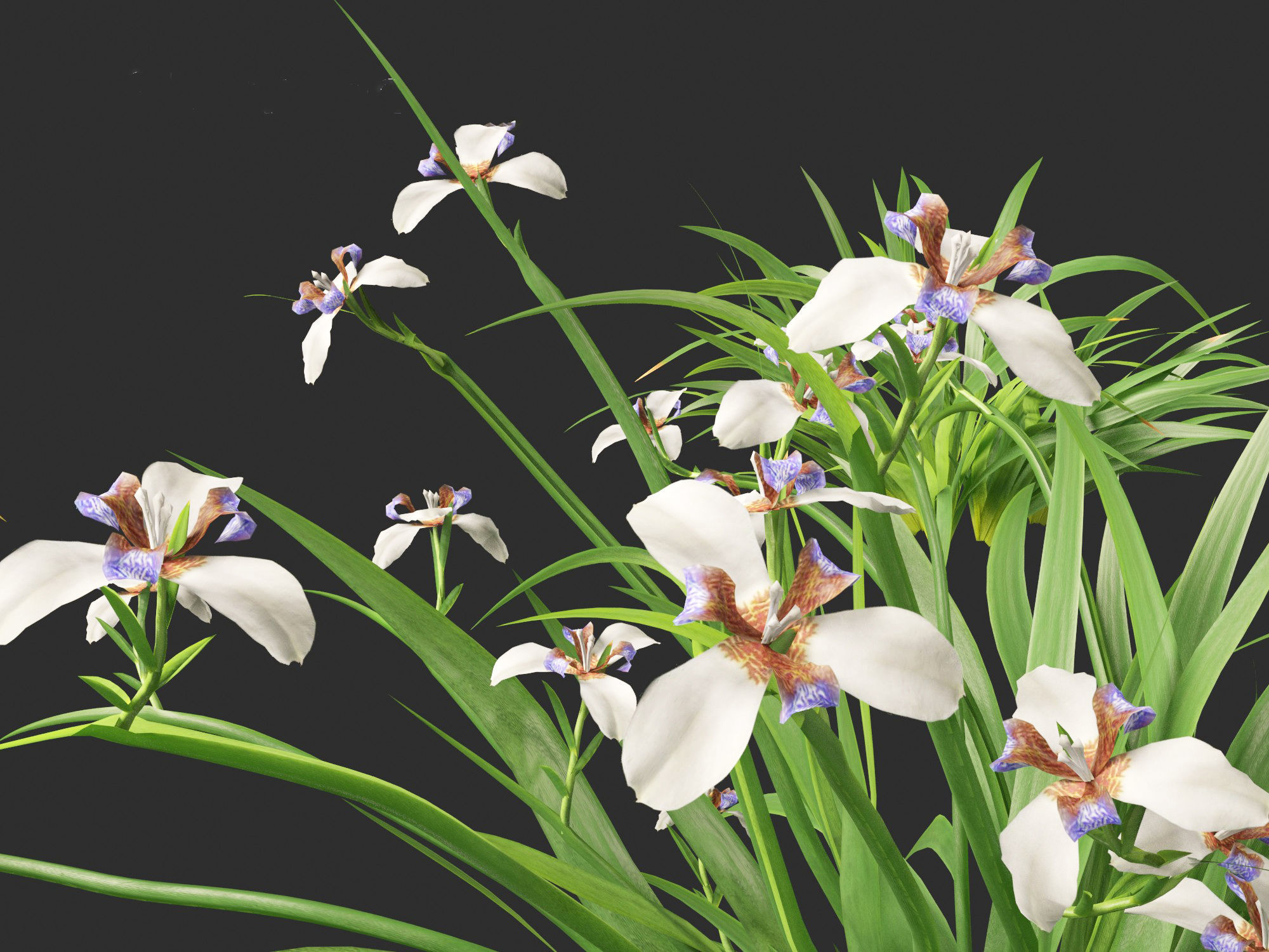 Neomarica gracilis - Walking Iris 3D model_3