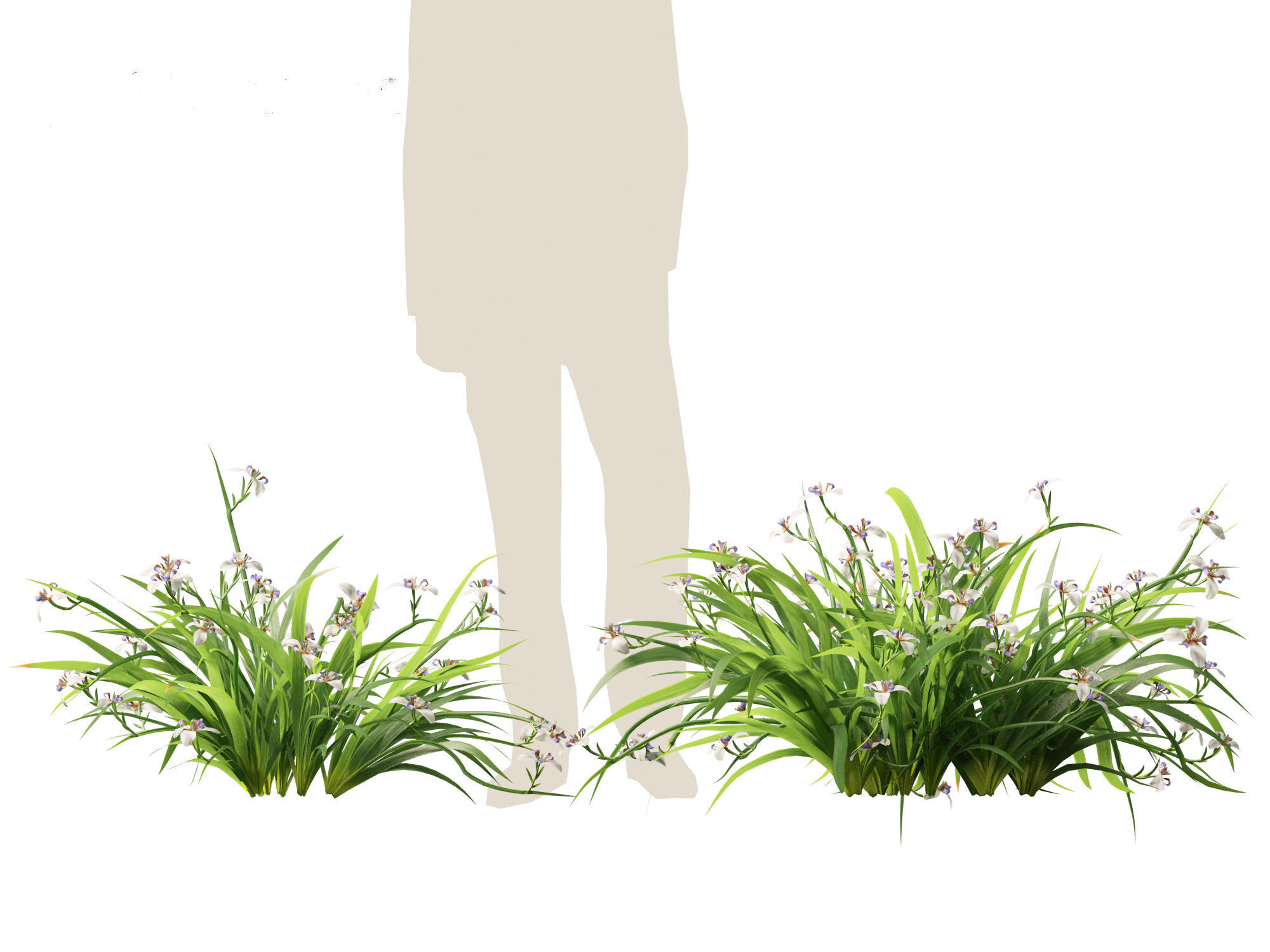 Neomarica gracilis - Walking Iris 3D model_9