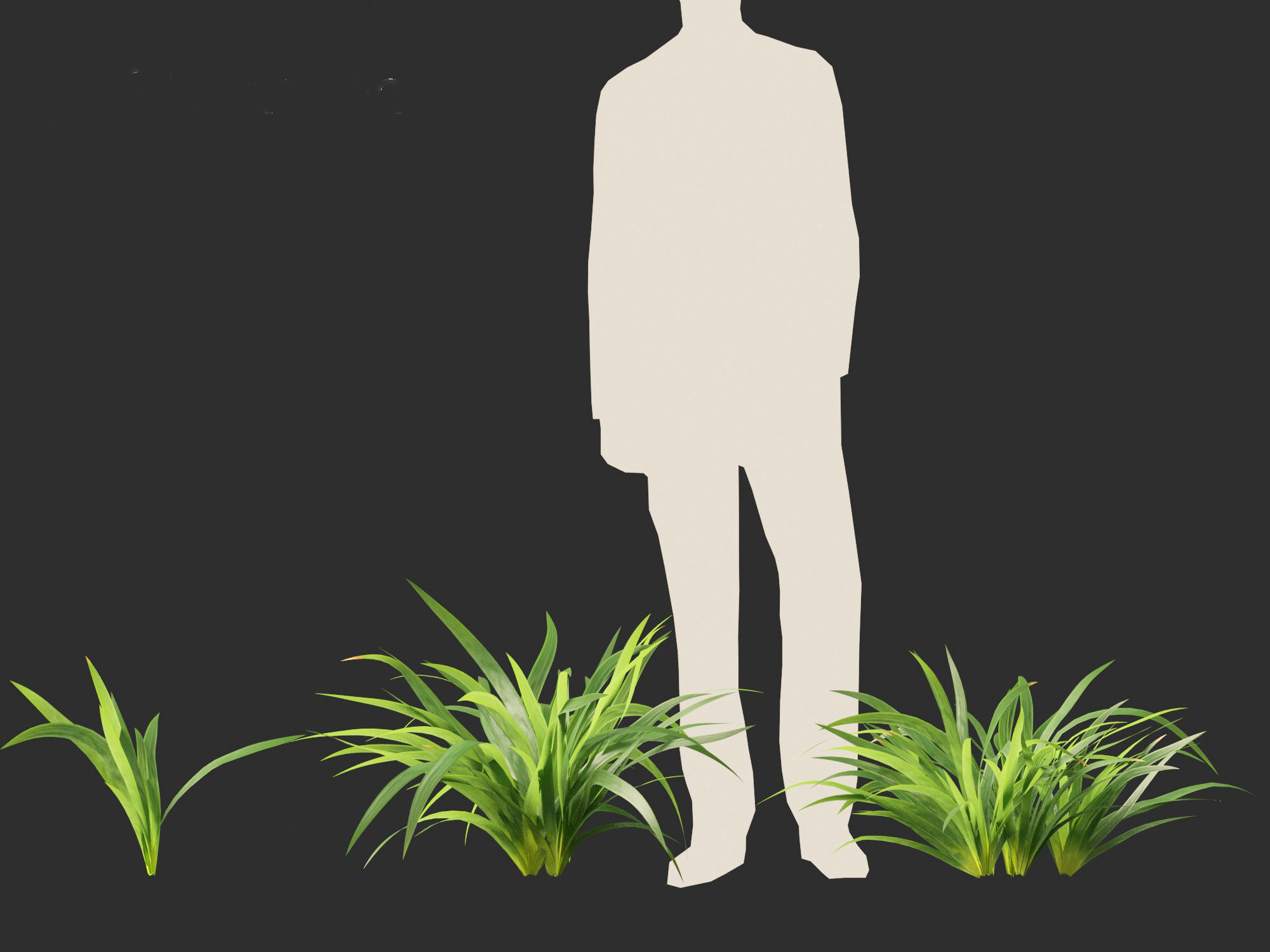 Neomarica gracilis - Walking Iris 3D model_6