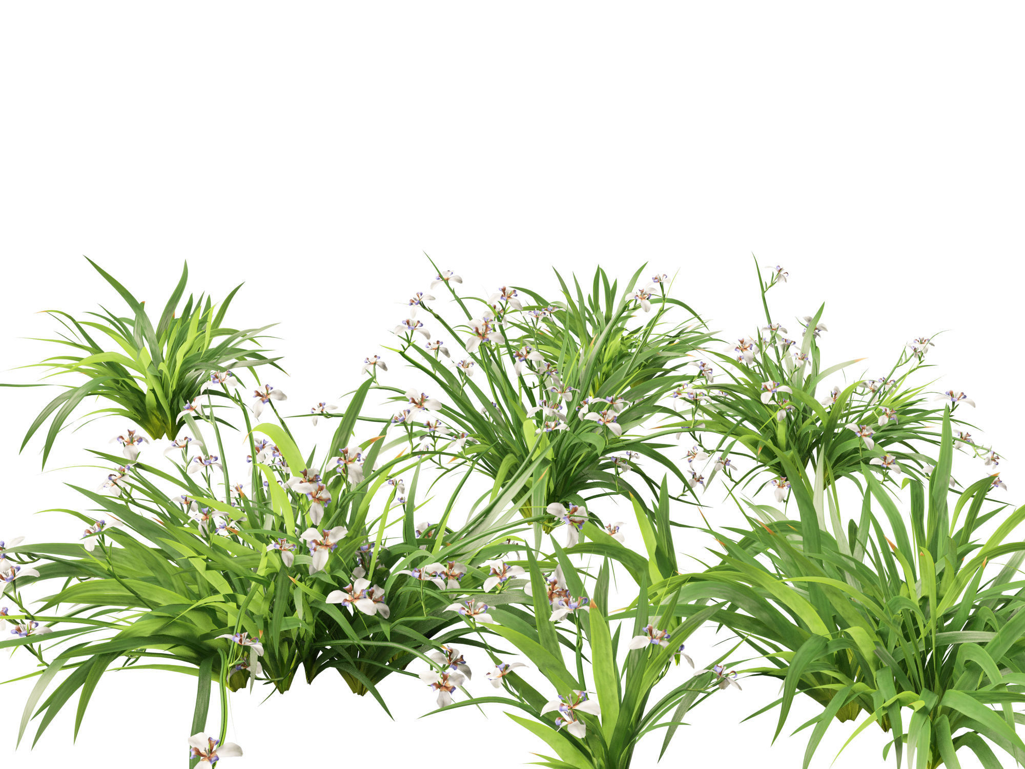 Neomarica gracilis - Walking Iris 3D model_11