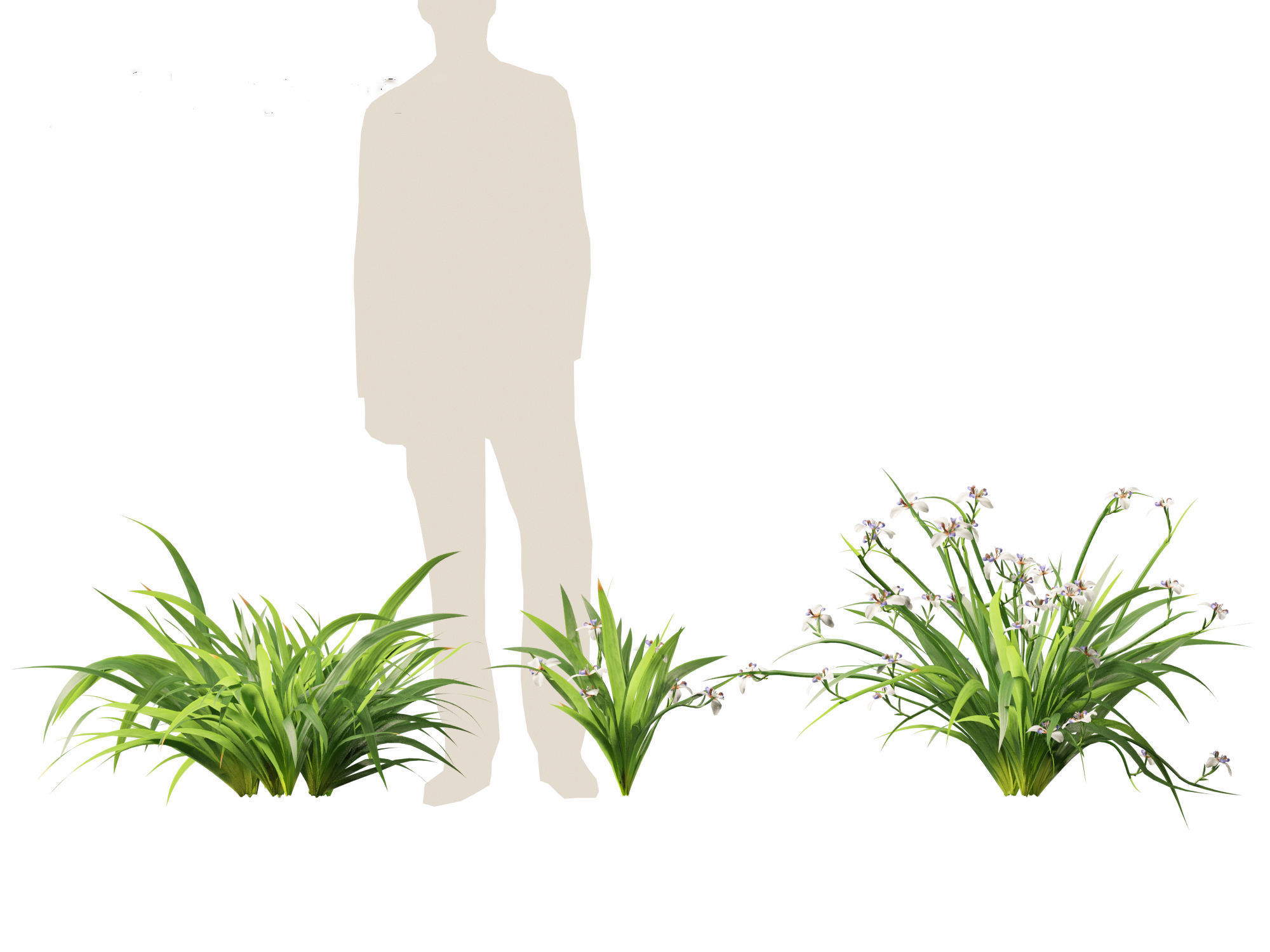 Neomarica gracilis - Walking Iris 3D model_7