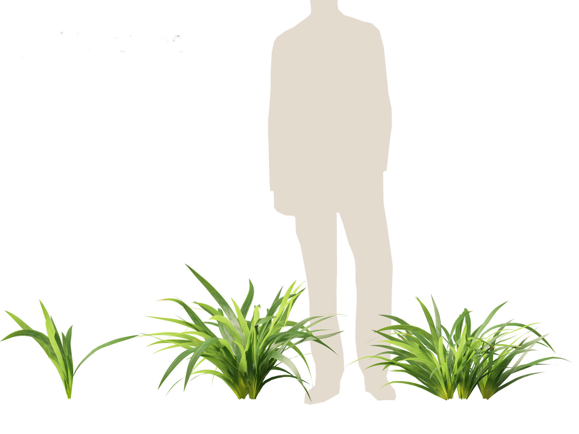 Neomarica gracilis - Walking Iris 3D model_5