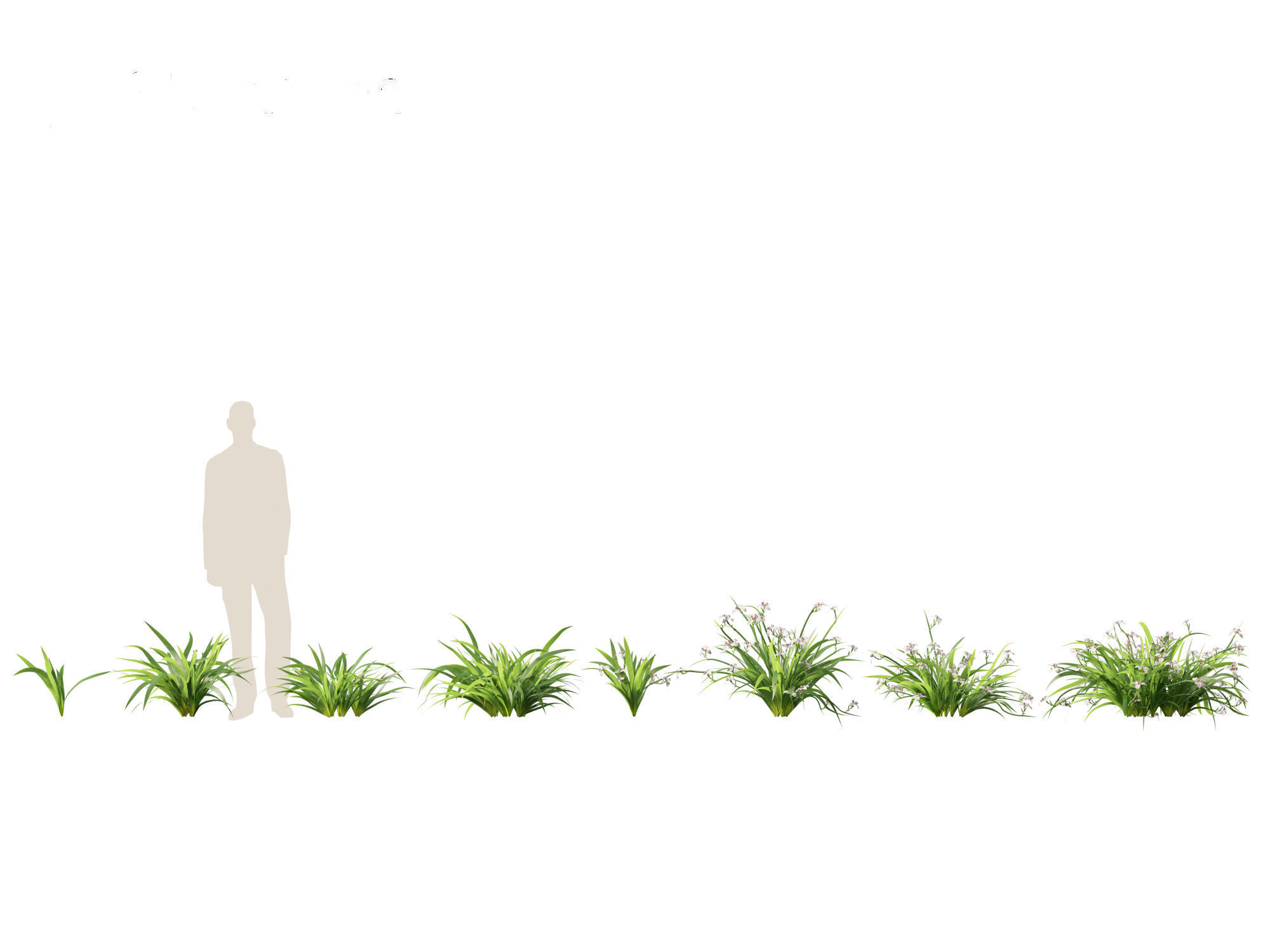 Neomarica gracilis - Walking Iris 3D model_1