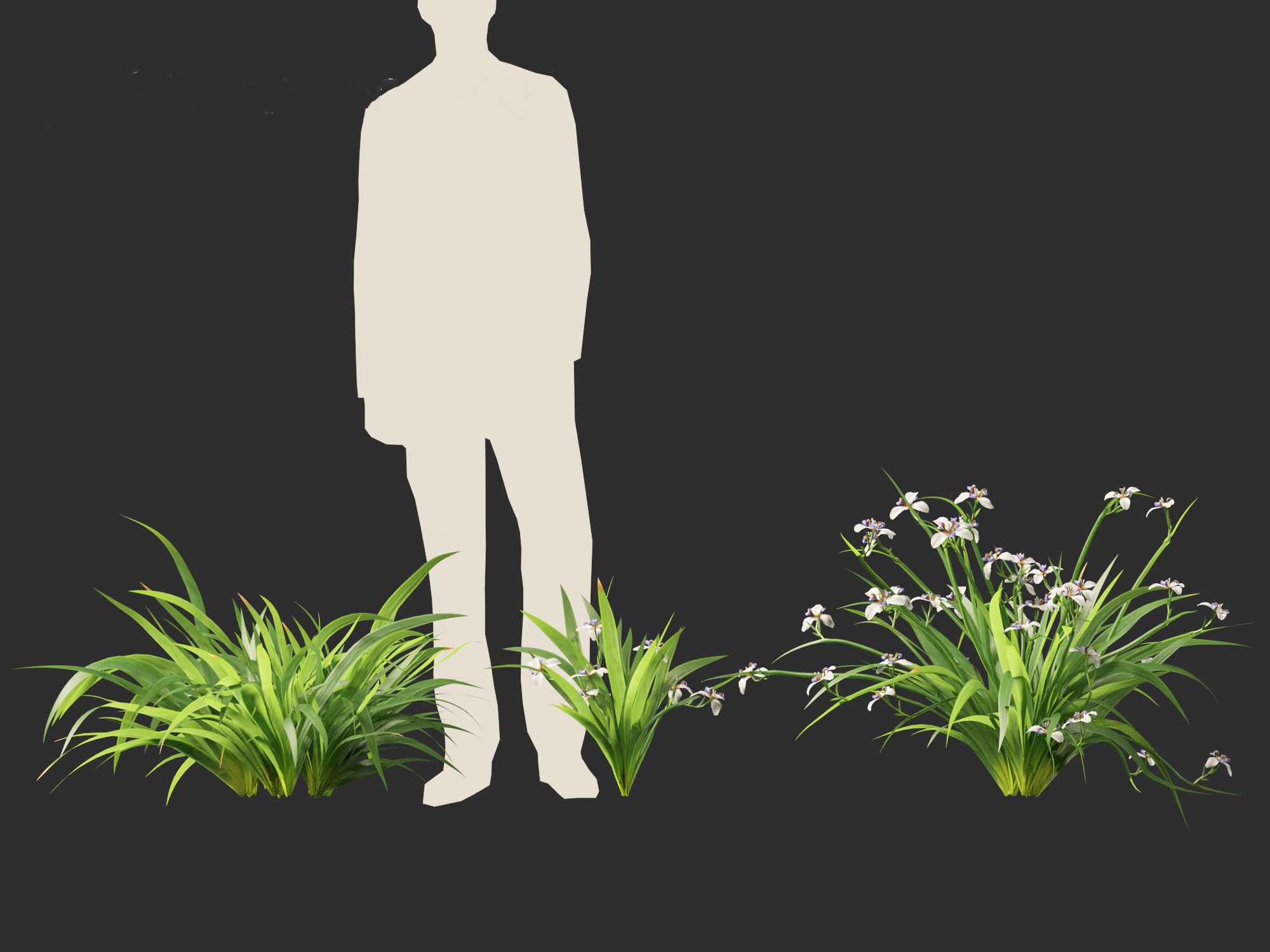 Neomarica gracilis - Walking Iris 3D model_8