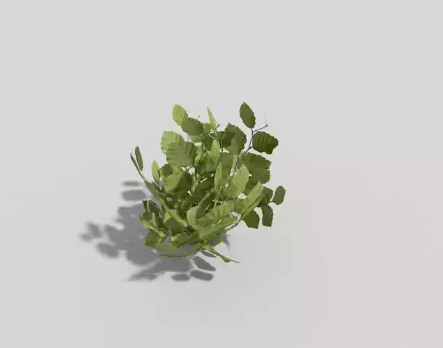 Low poly Plant eucalyptus