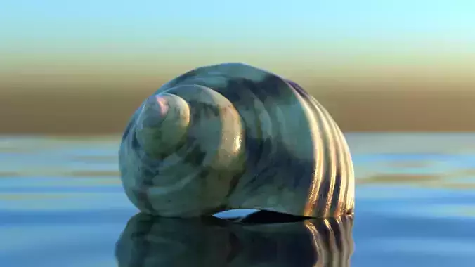 Green Seashell - High Quality Scan - 4K PBR Textures