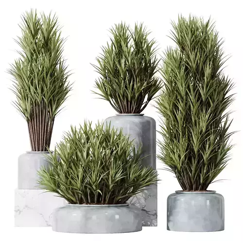 HQ Plants Yucca Elephantipes Gigantea Vase Set05 3D model