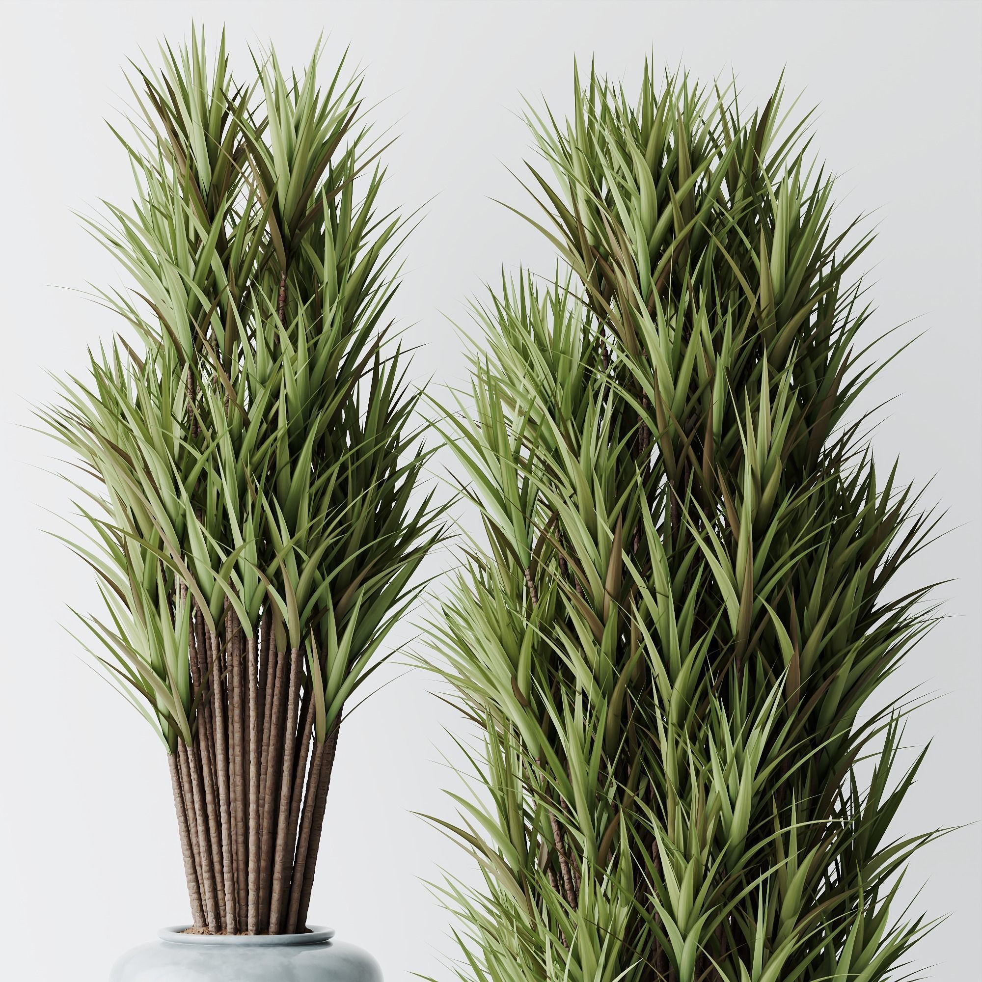 HQ Plants Yucca Elephantipes Gigantea Vase Set05 3D model_3