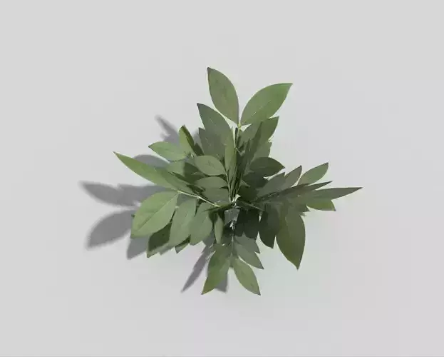Low poly Plant