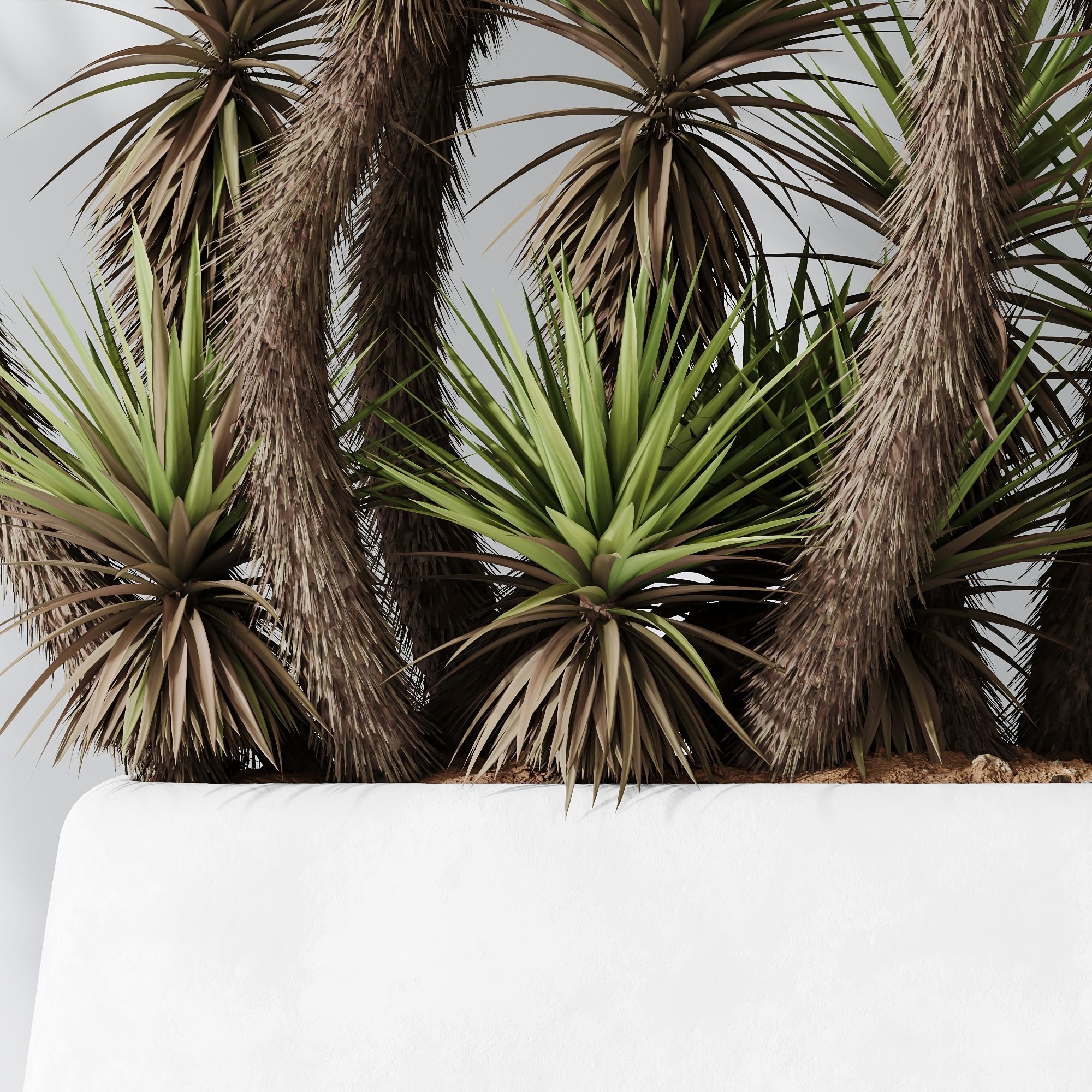 HQ Plants Yucca Elephantipes Valida Vase Set01 3D model_2