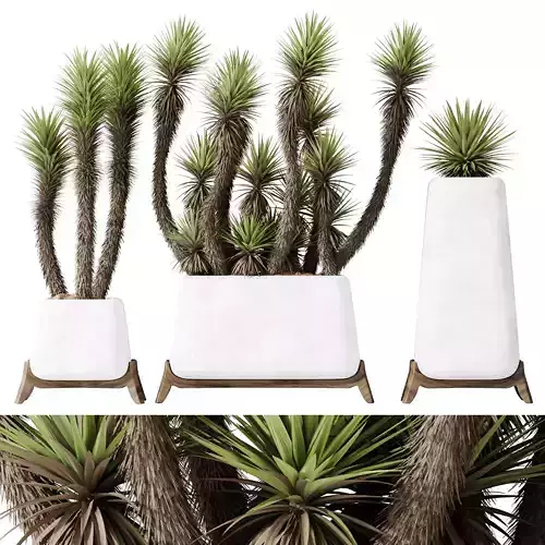 HQ Plants Yucca Elephantipes Valida Vase Set01 3D model