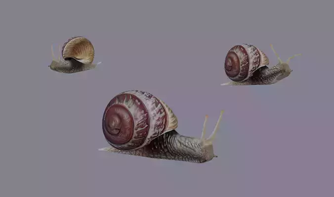 Snail 3D model