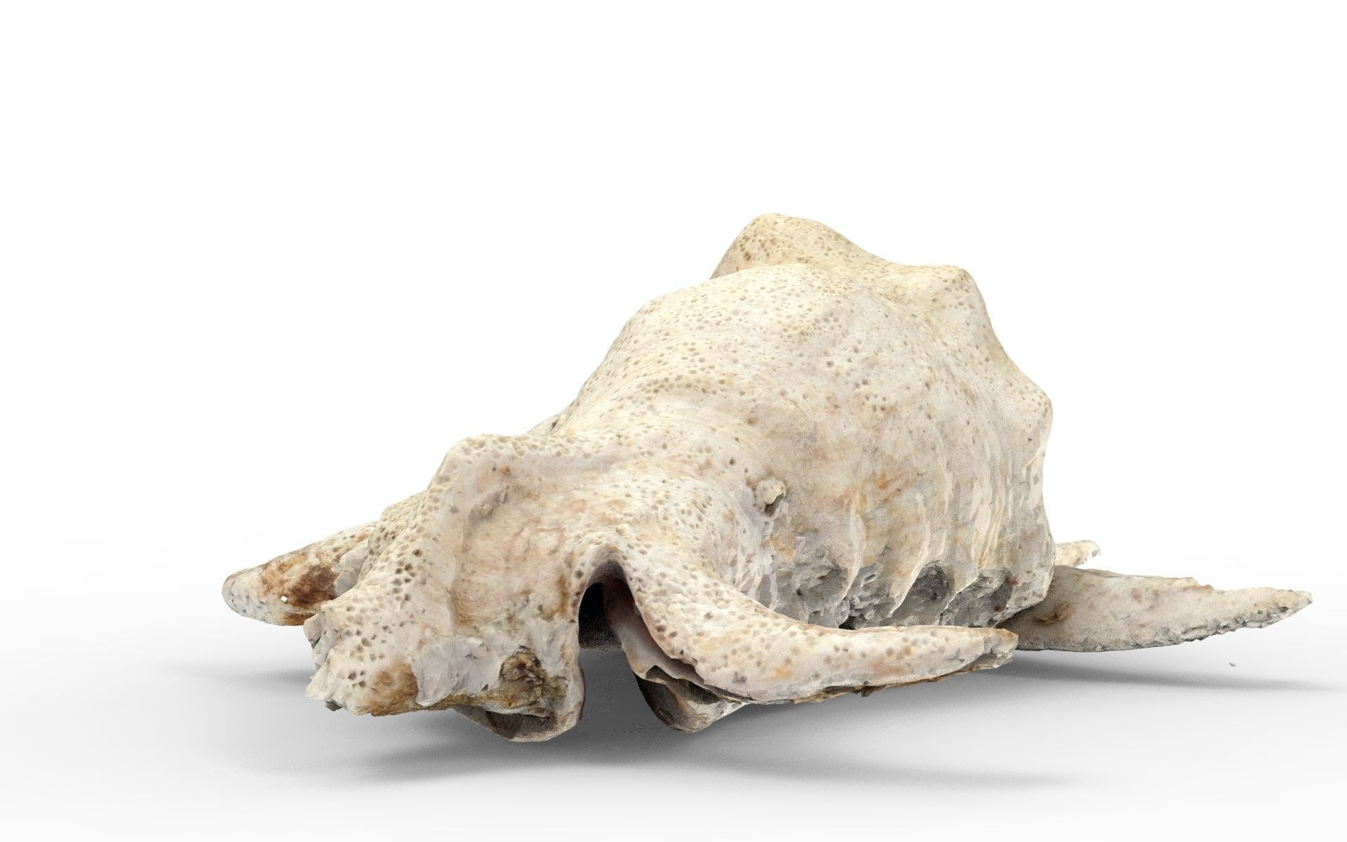 Full detailed sea shell photogrammetry 3D model_10