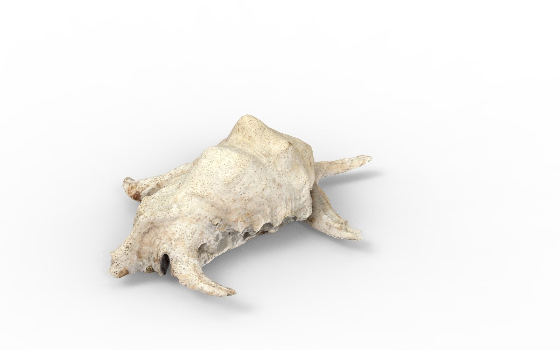 Full detailed sea shell photogrammetry 3D model_9