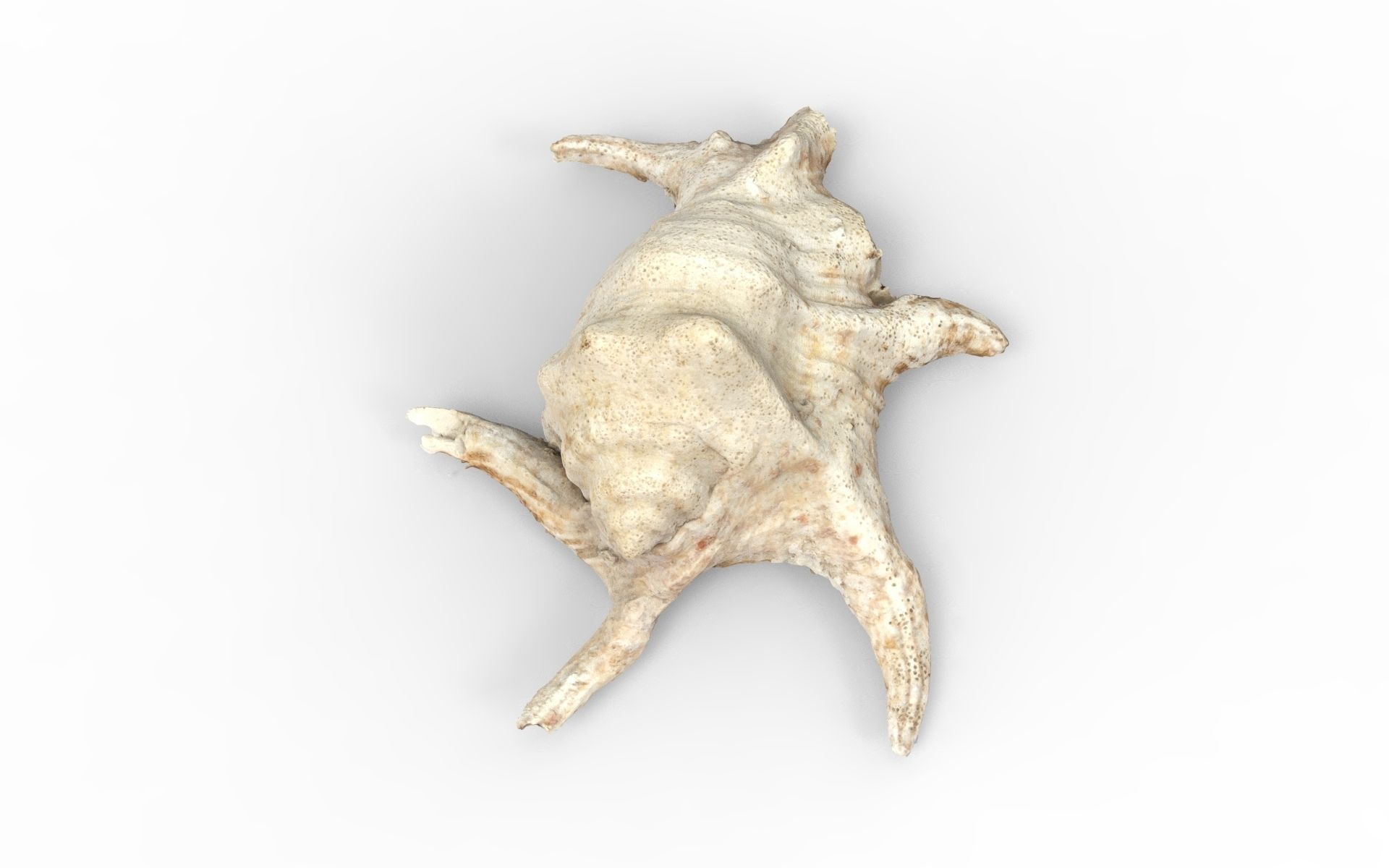 Full detailed sea shell photogrammetry 3D model_3
