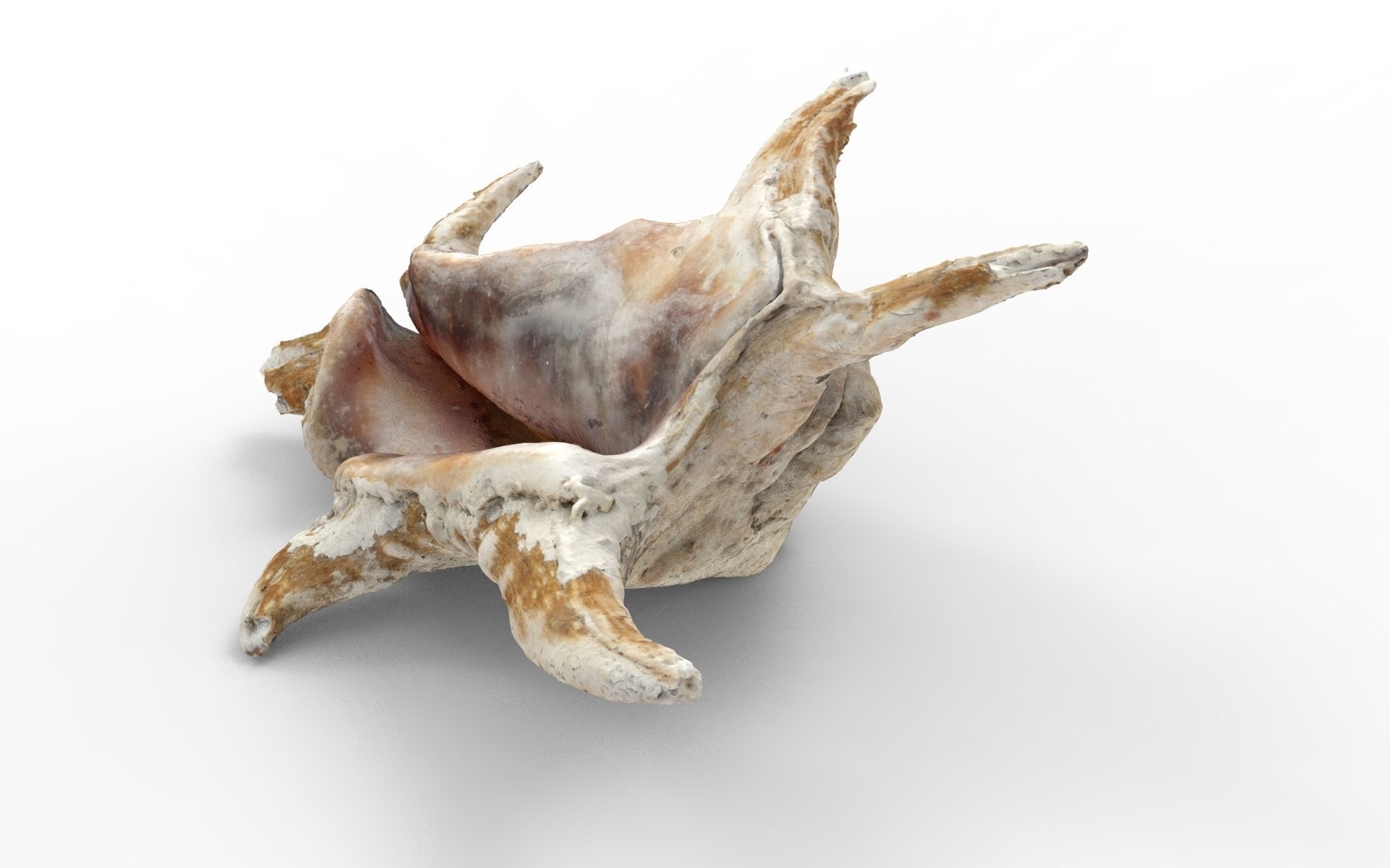Full detailed sea shell photogrammetry 3D model_4