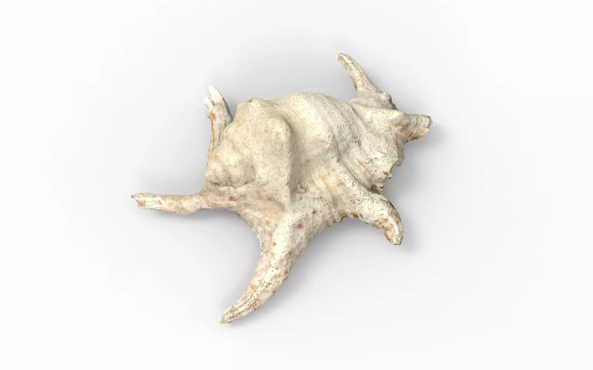 Full detailed sea shell photogrammetry 3D model_0