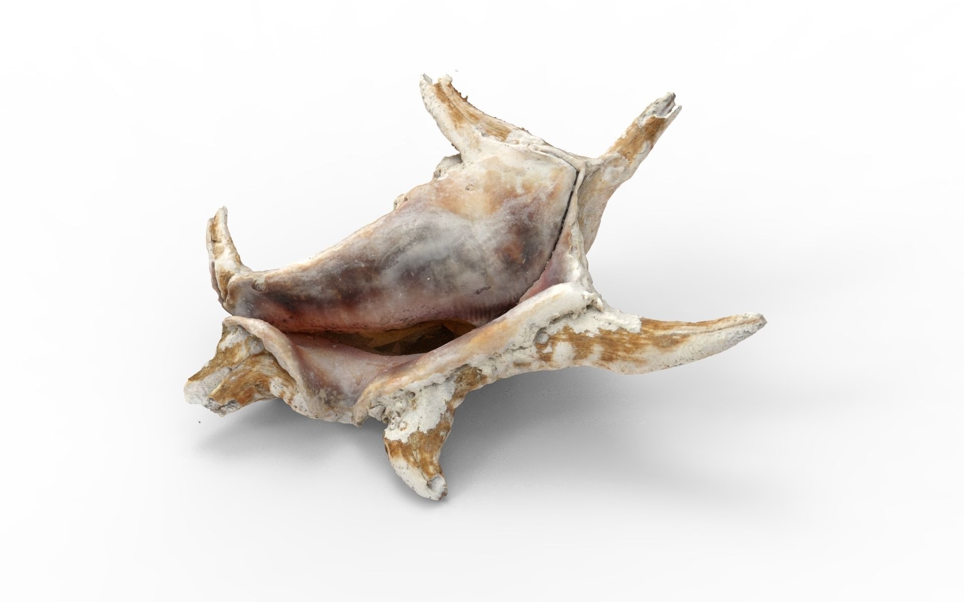 Full detailed sea shell photogrammetry 3D model_1