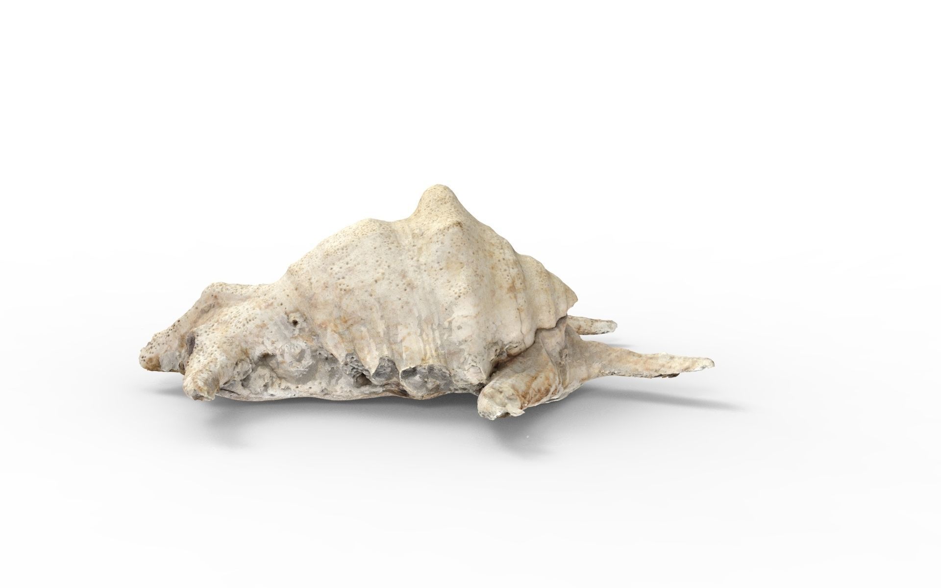 Full detailed sea shell photogrammetry 3D model_8