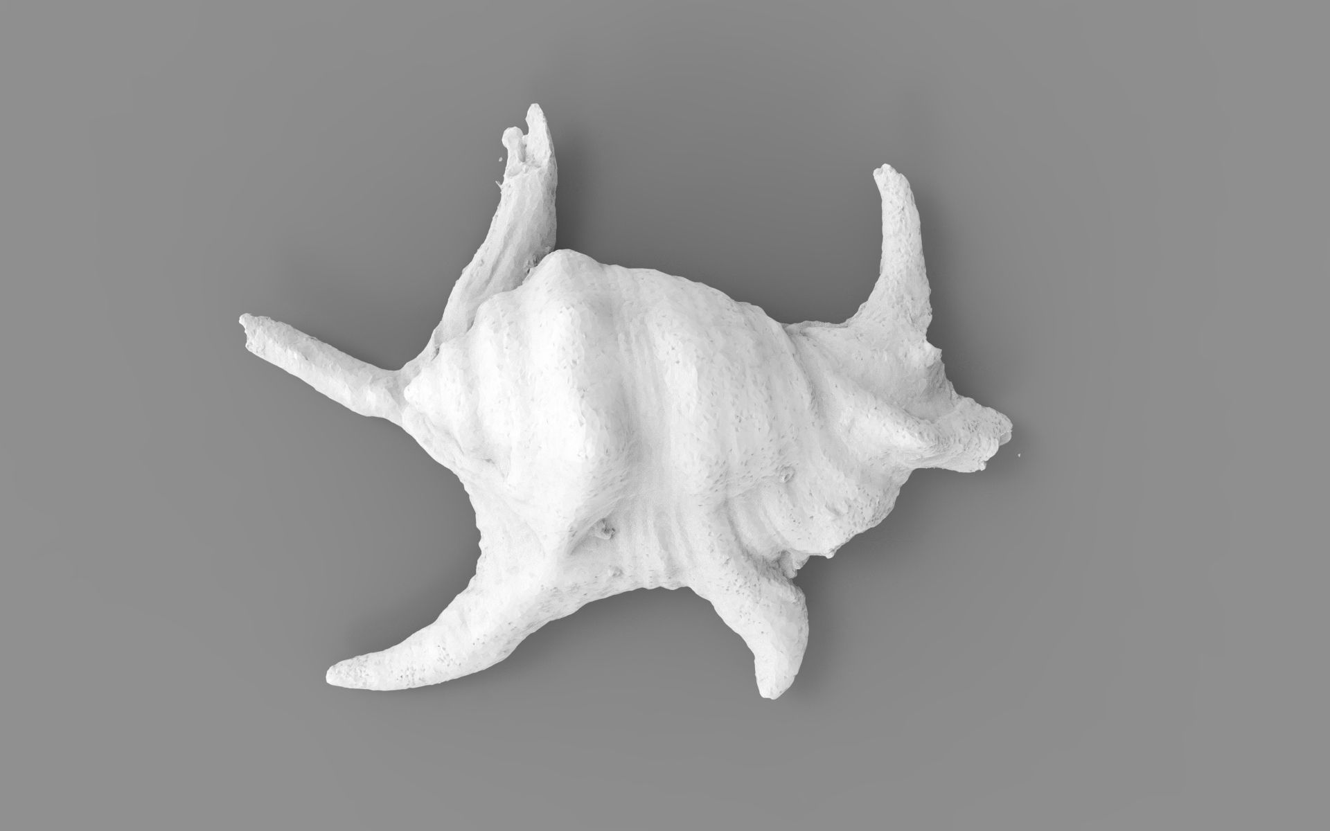 Full detailed sea shell photogrammetry 3D model_13