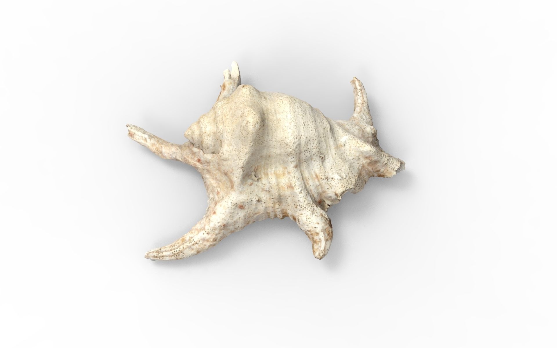 Full detailed sea shell photogrammetry 3D model_2