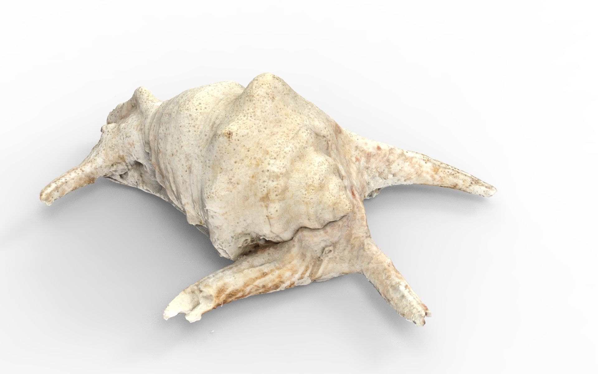 Full detailed sea shell photogrammetry 3D model_6
