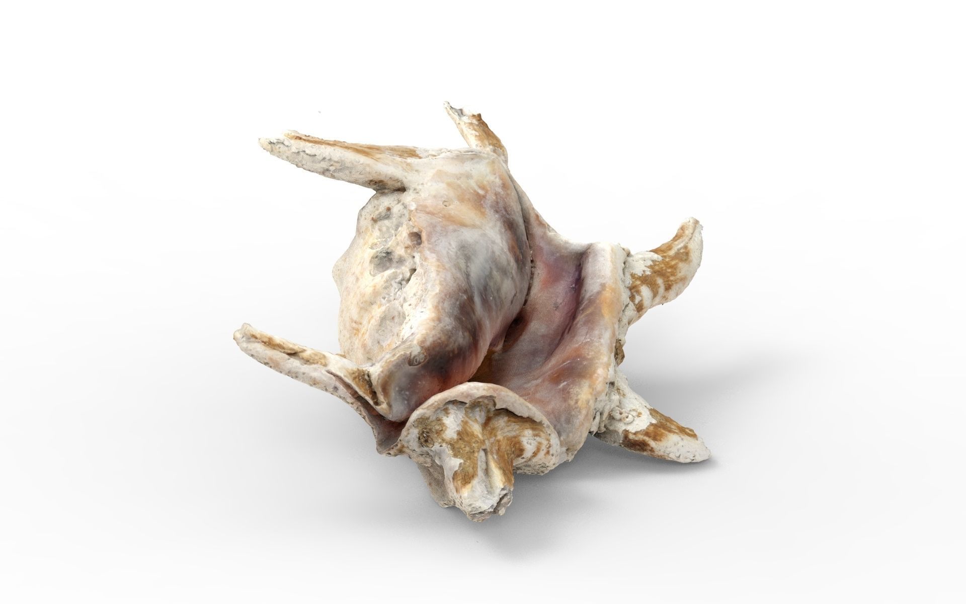 Full detailed sea shell photogrammetry 3D model_7