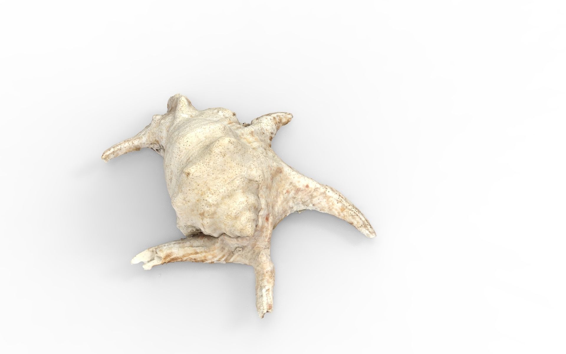 Full detailed sea shell photogrammetry 3D model_5