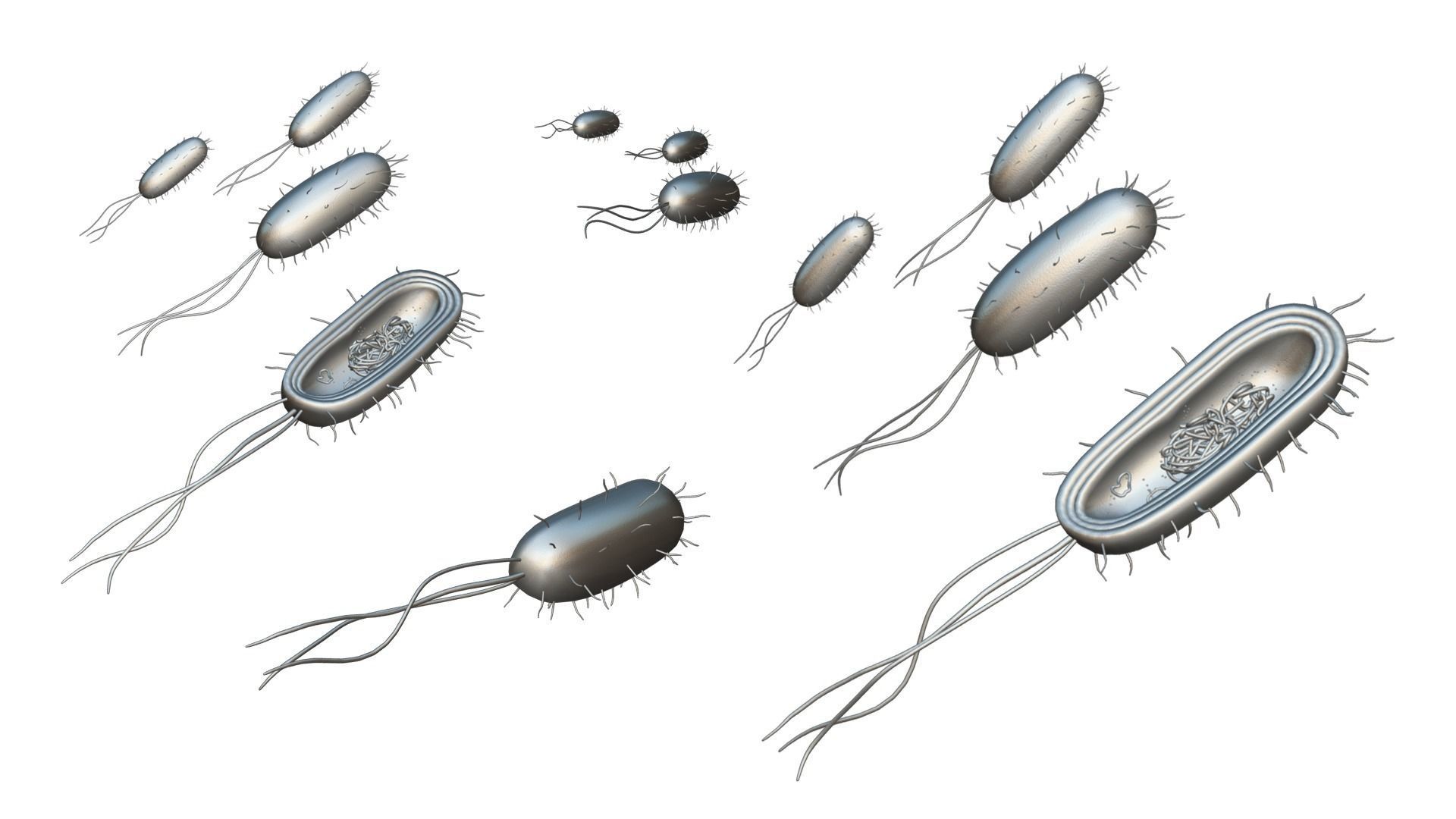Prokaryotic Bacteria Cell Anatomy Low-poly 3D model_7