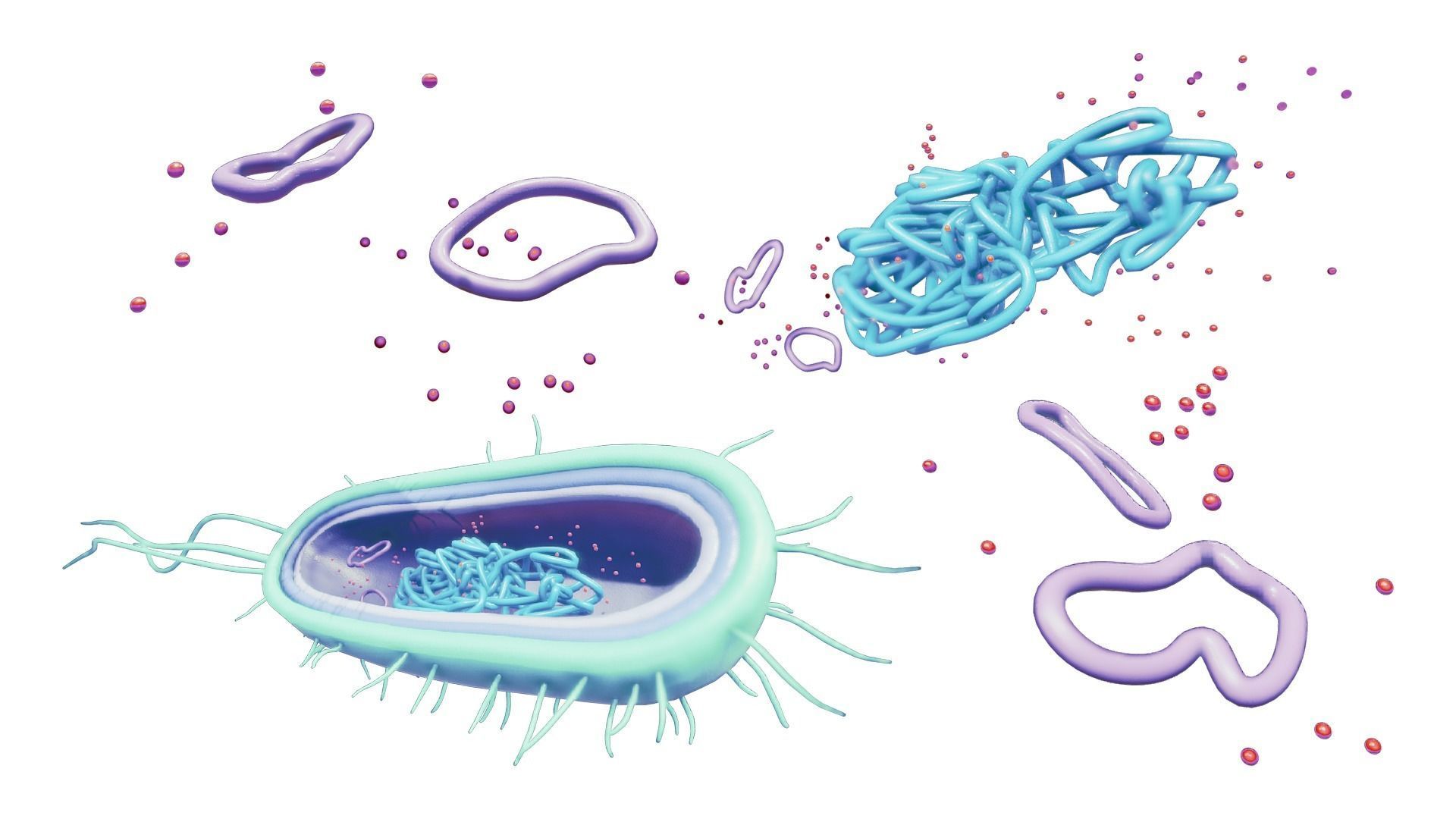 Prokaryotic Bacteria Cell Anatomy Low-poly 3D model_2