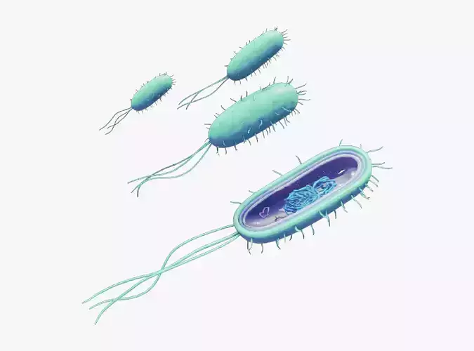 Prokaryotic Bacteria Cell Anatomy Low-poly 3D model