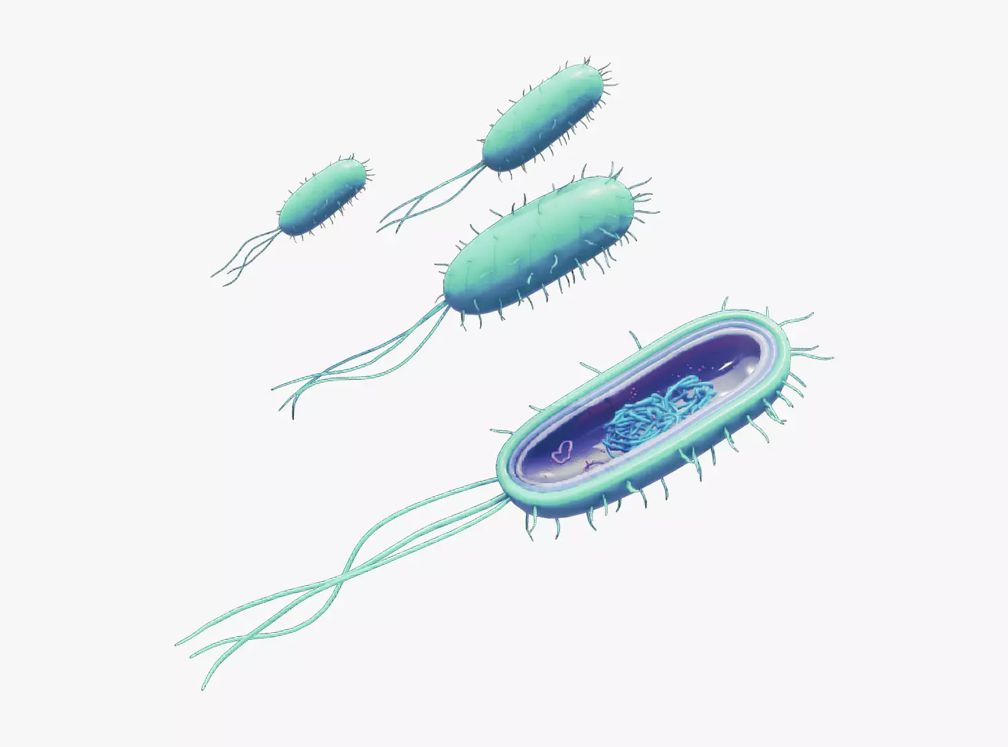 Prokaryotic Bacteria Cell Anatomy Low-poly 3D model_0