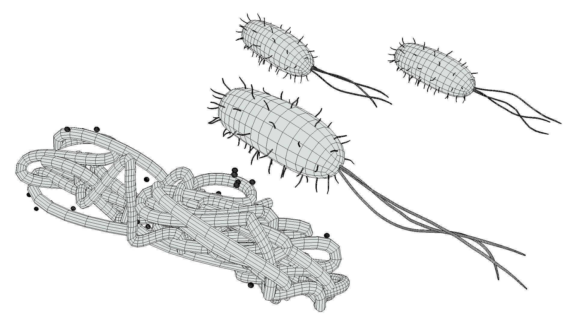 Prokaryotic Bacteria Cell Anatomy Low-poly 3D model_10
