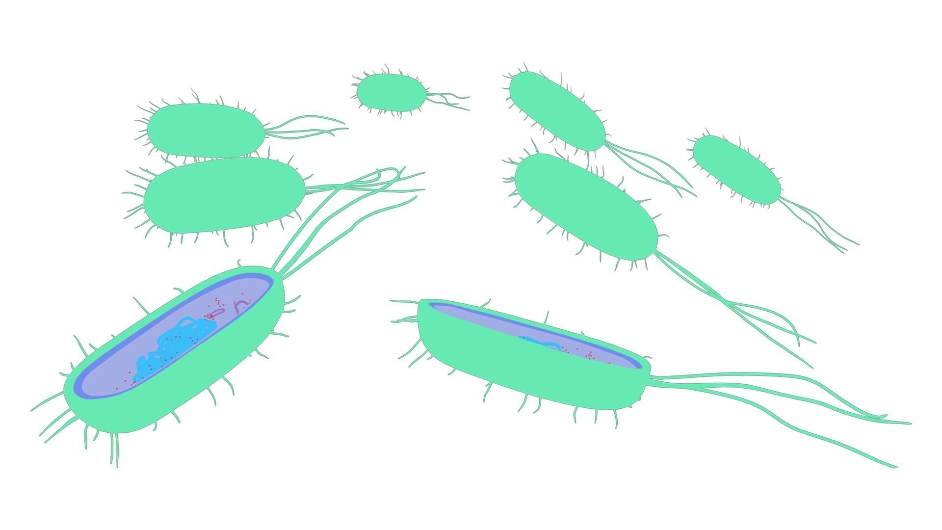 Prokaryotic Bacteria Cell Anatomy Low-poly 3D model_4