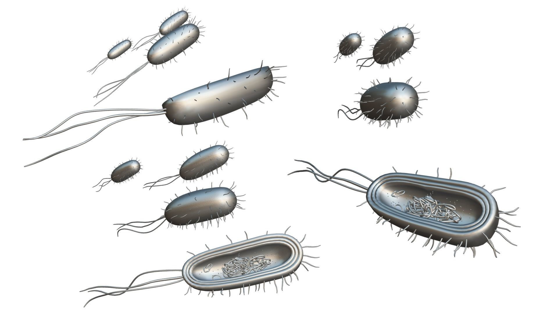 Prokaryotic Bacteria Cell Anatomy Low-poly 3D model_6